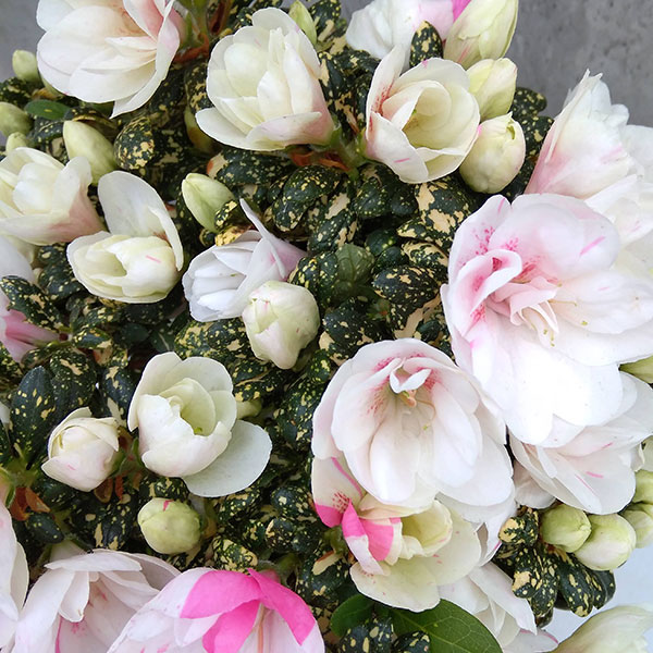 Tokimeki Gold Belgian indica azalea flowers