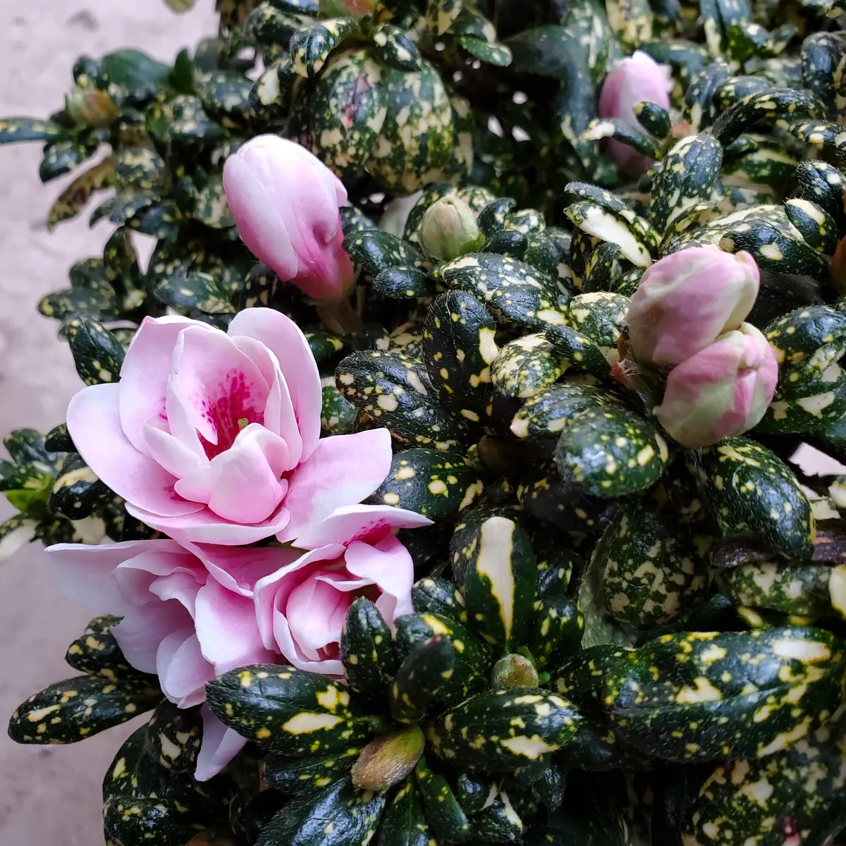 Tokimeki Gold Belgian indica azalea flowers