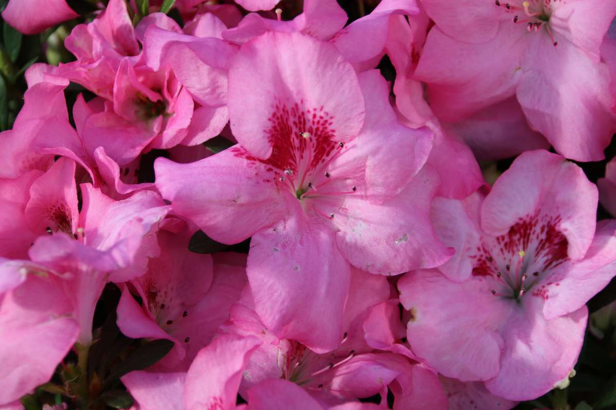 Hohoemi Belgian indica azalea flowers