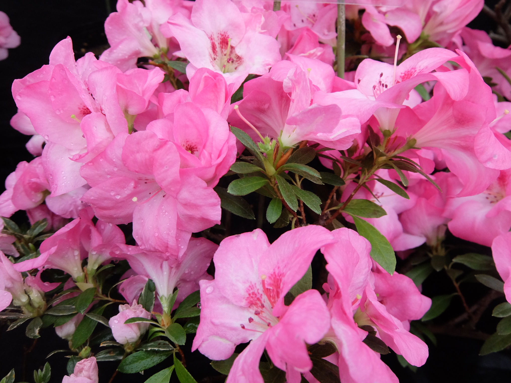 Hohoemi Belgian indica azalea flowers