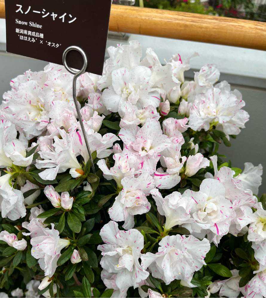 Snowshine Belgian indica azalea flowers