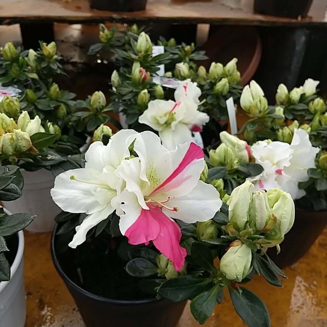 Snowshine Belgian indica azalea flowers