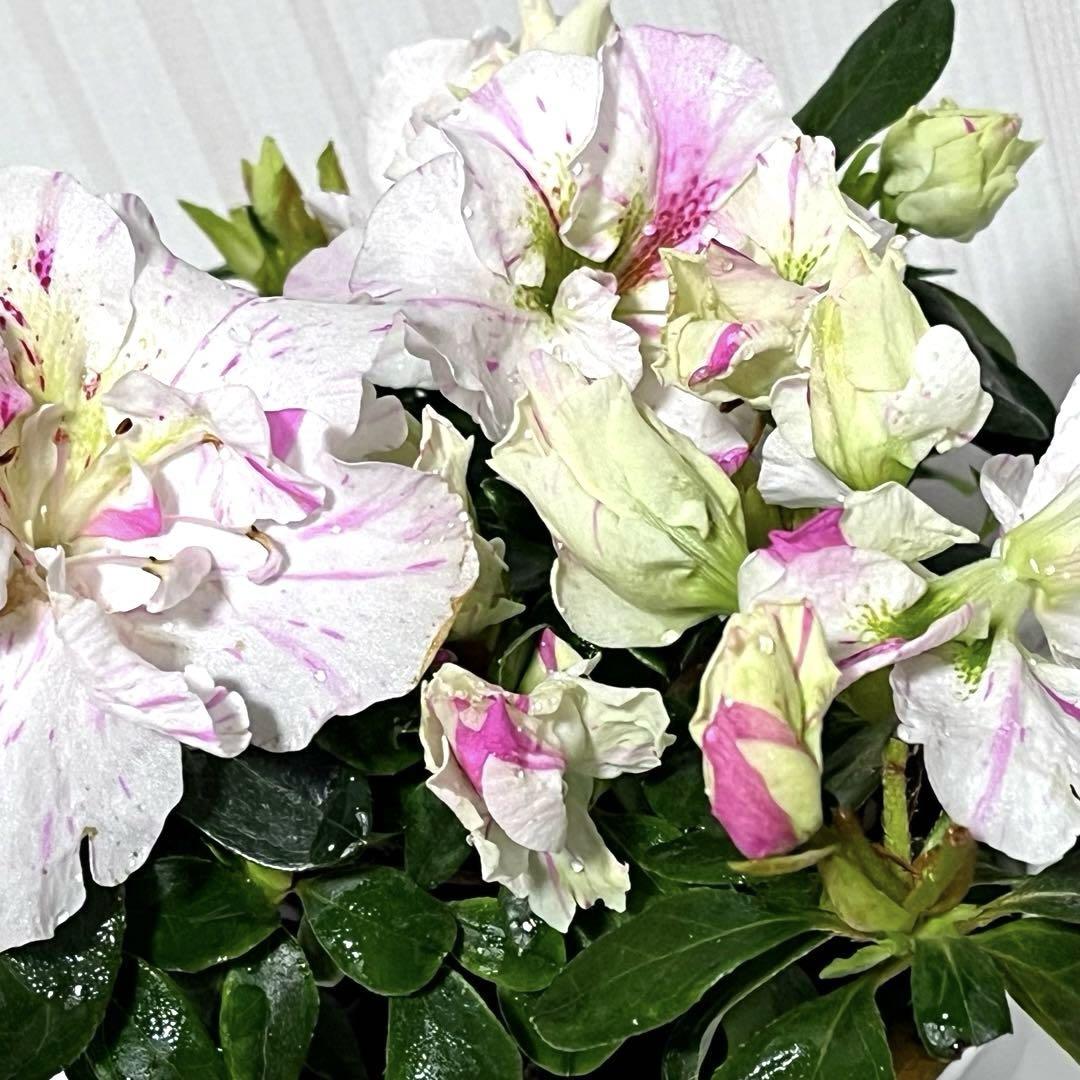 Danshingu‐suno Belgian indica azalea flowers