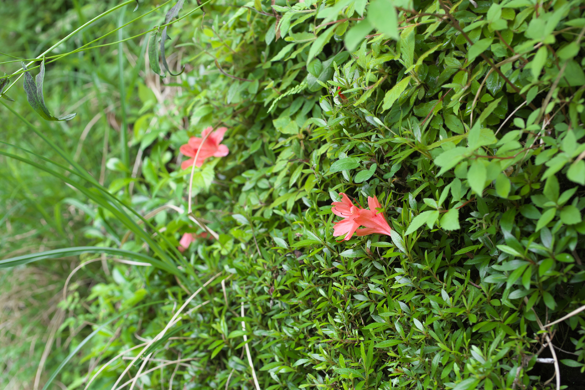R. indicum species azalea flowers