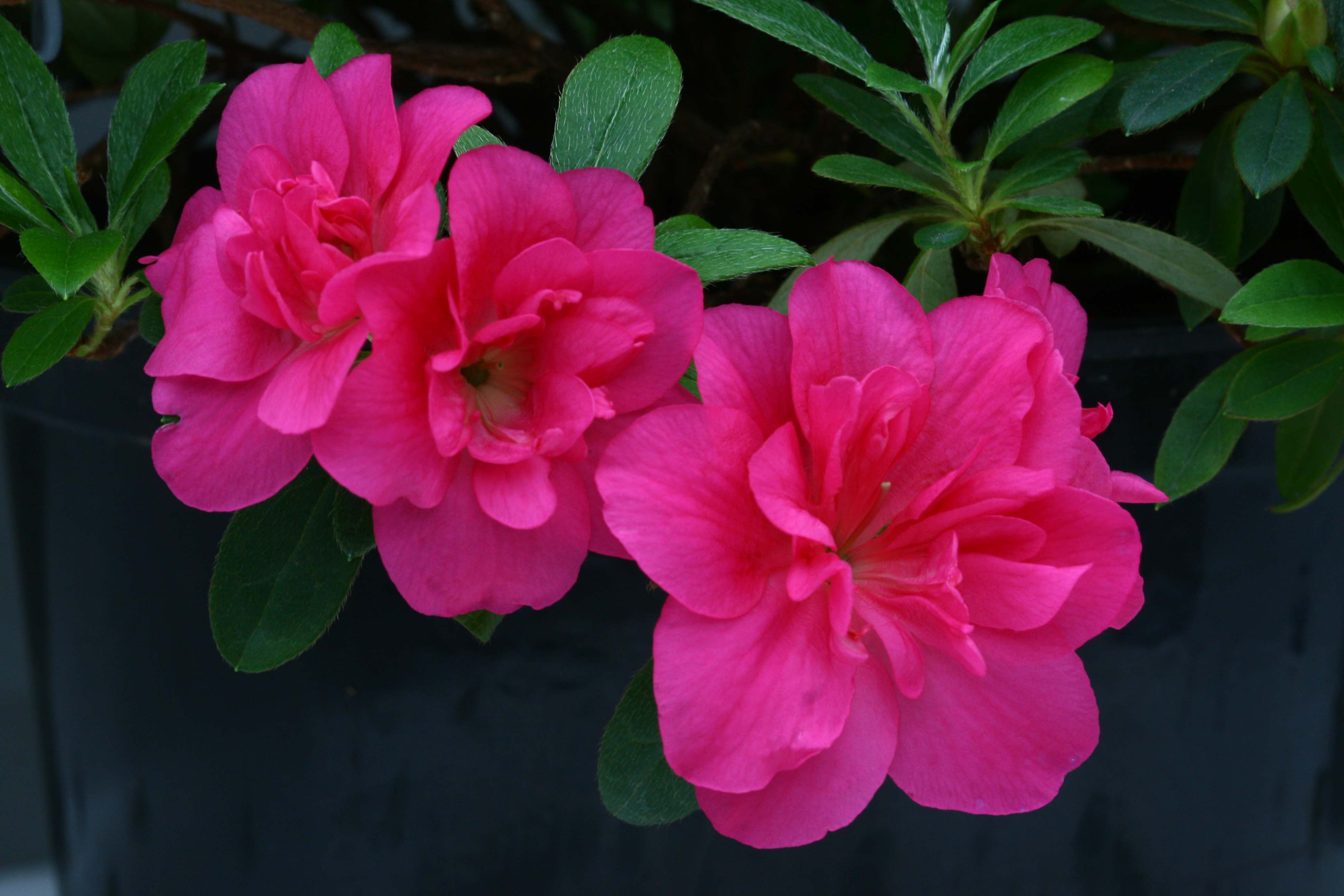 Eggebrechtii Belgian indica azalea flowers