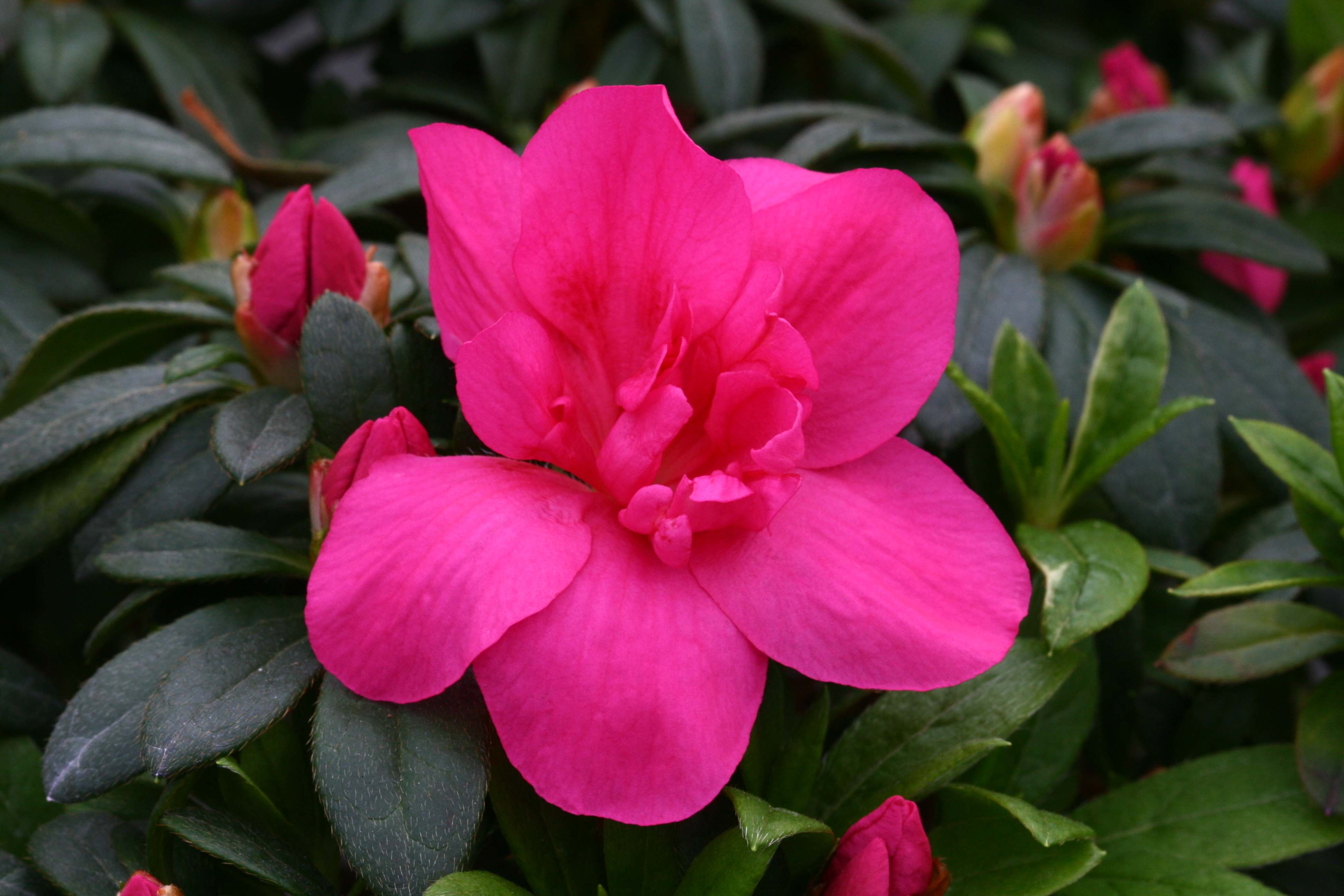 Eggebrechtii Belgian indica azalea flowers
