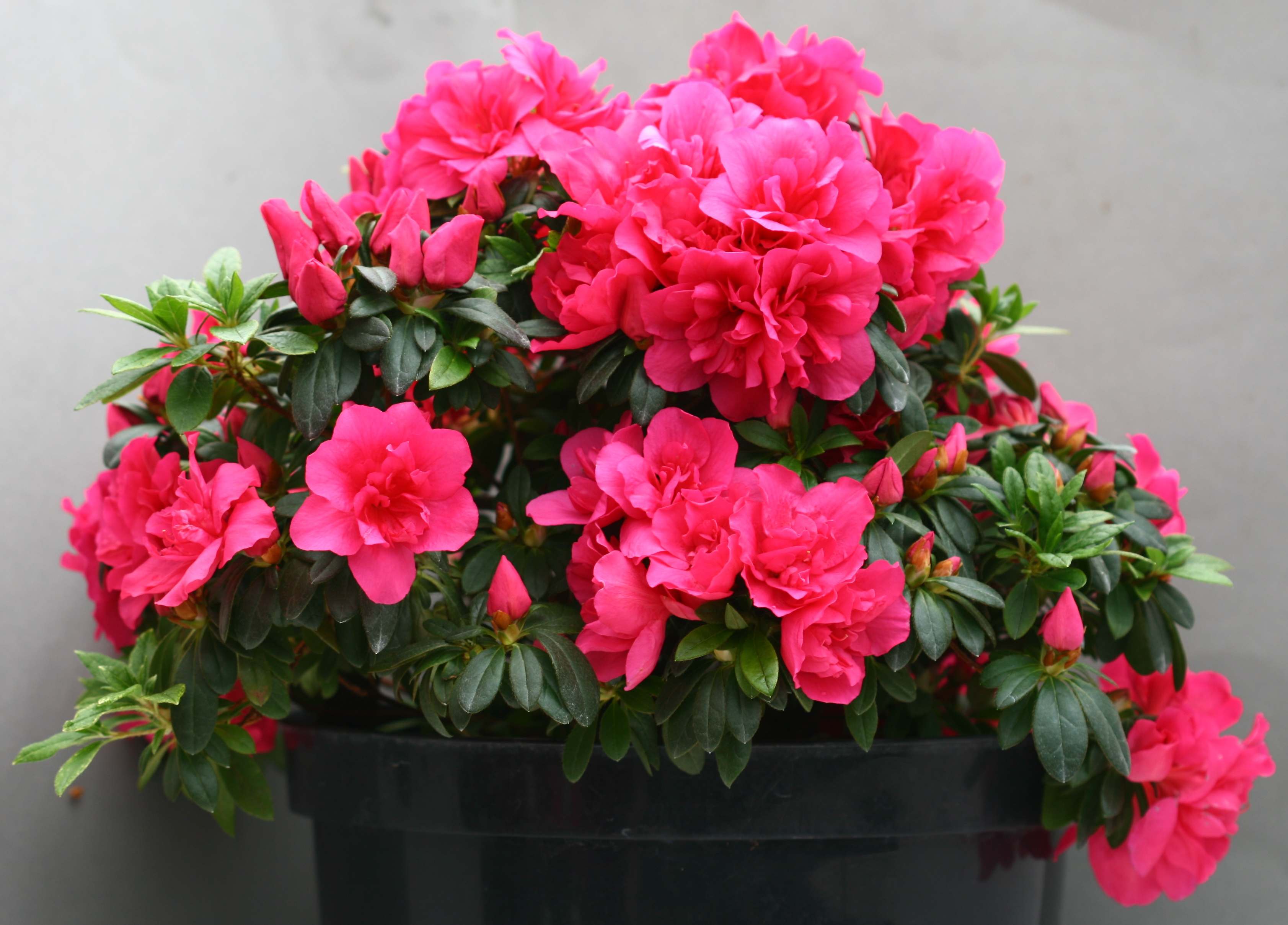 Eggebrechtii Belgian indica azalea flowers
