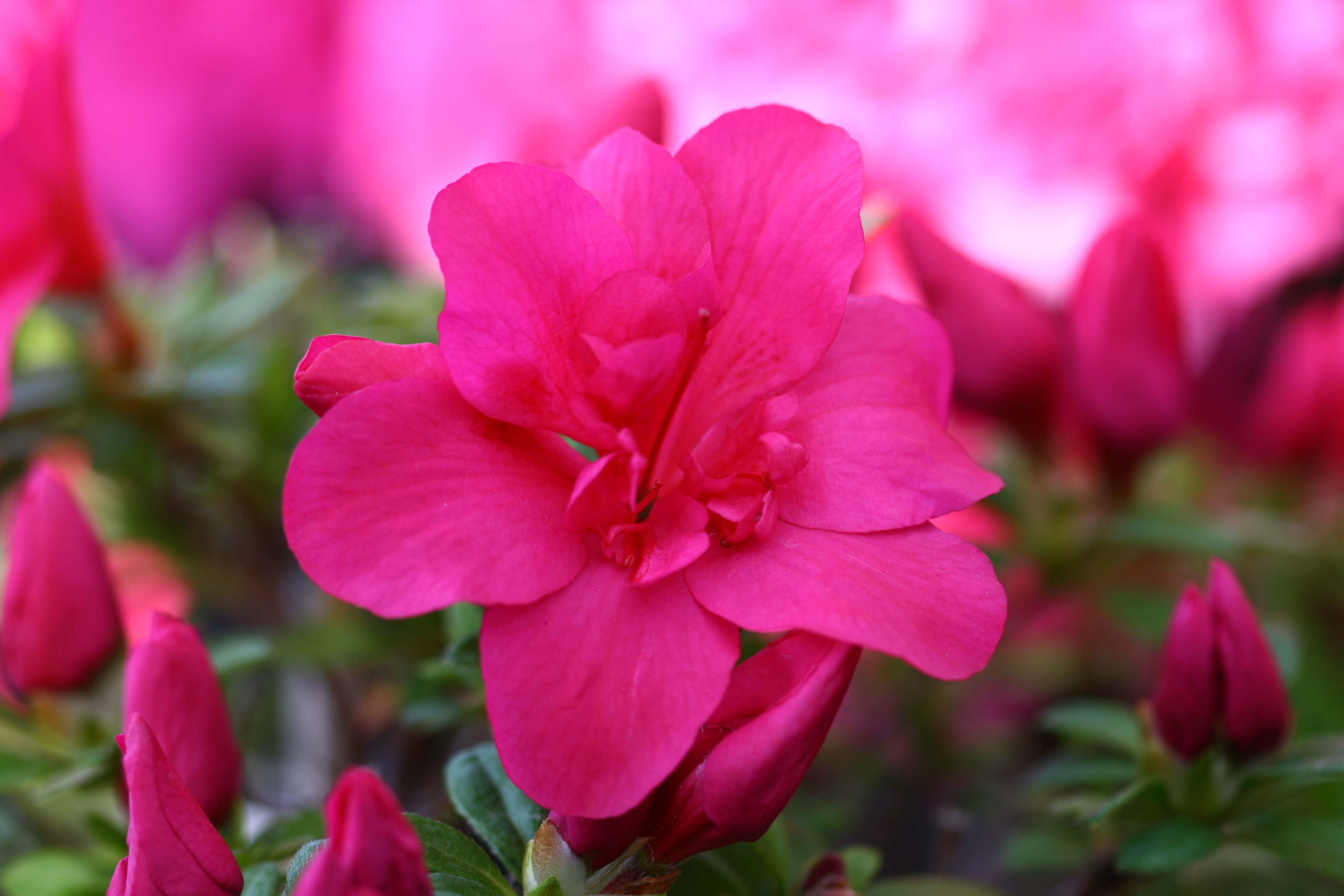 Eggebrechtii Belgian indica azalea flowers