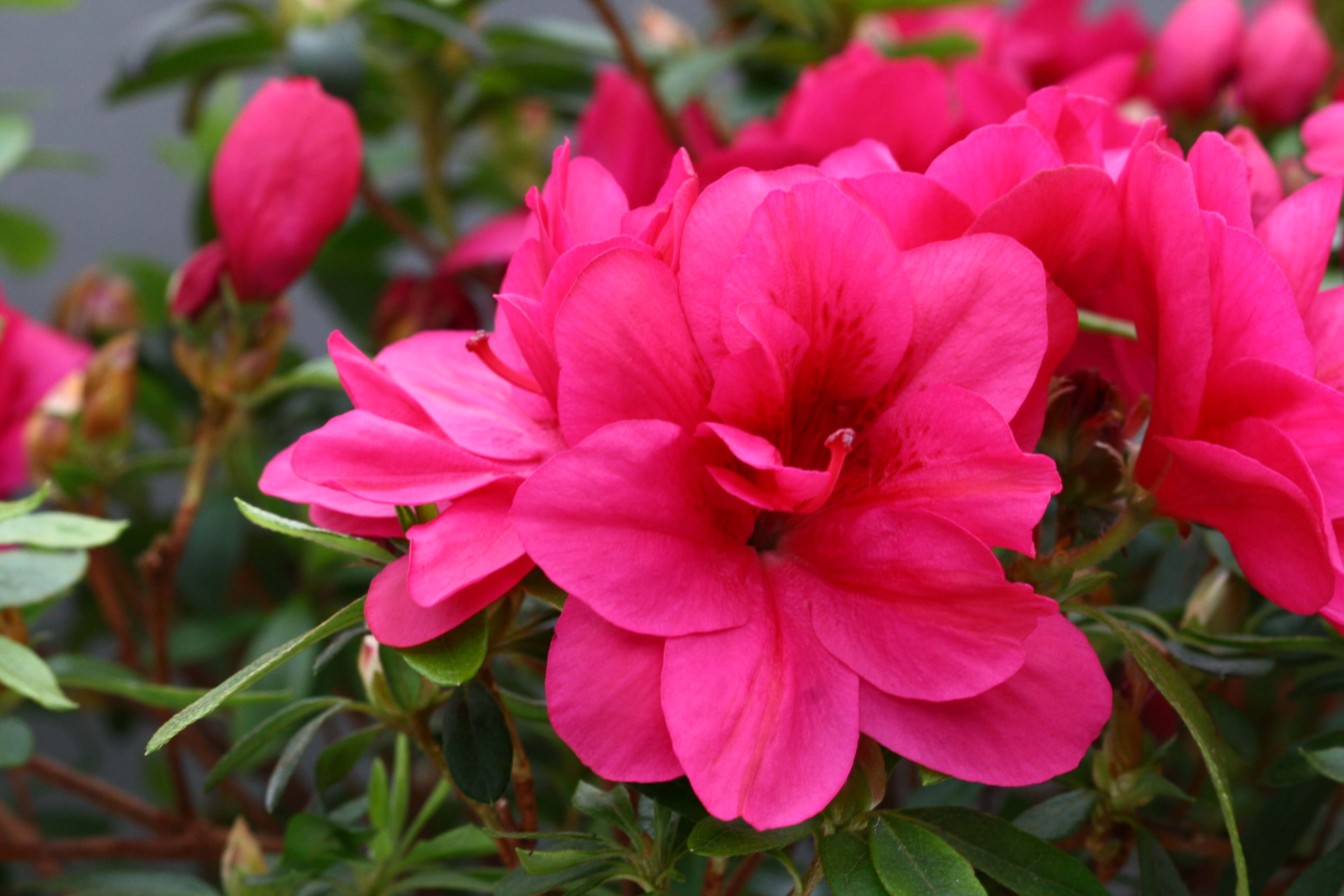 Eclaireur Belgian indica azalea flowers