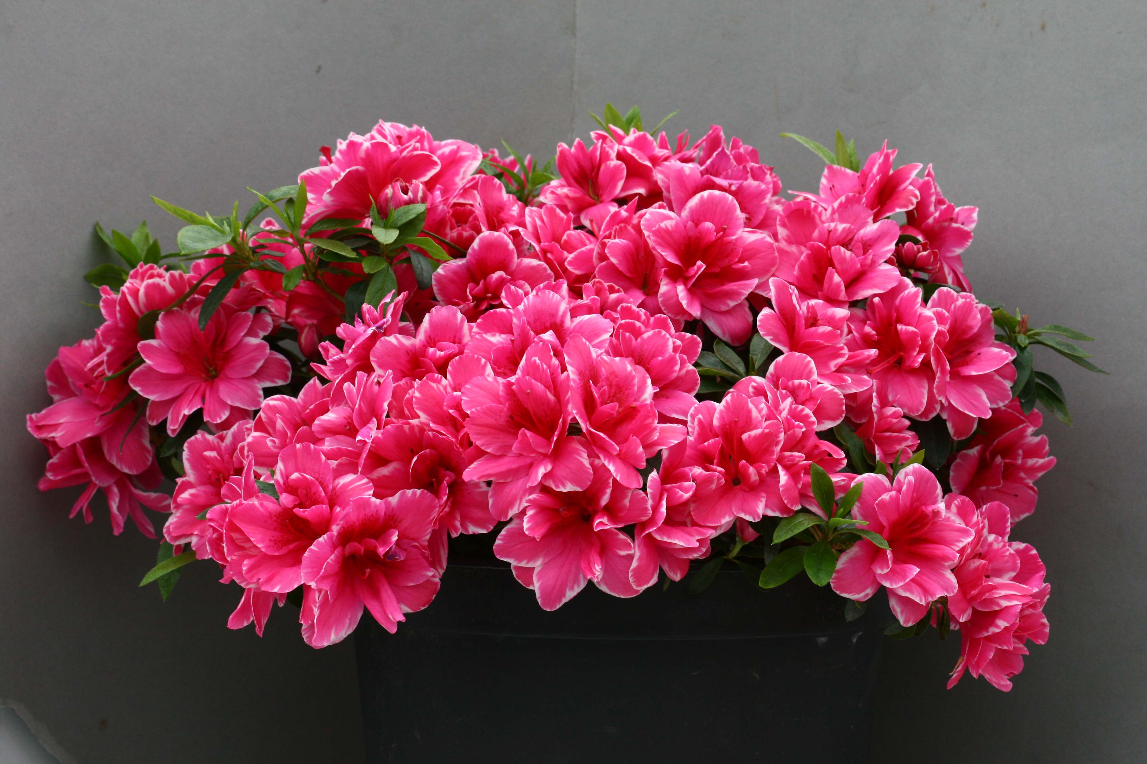 Lucifer Belgian indica azalea flowers