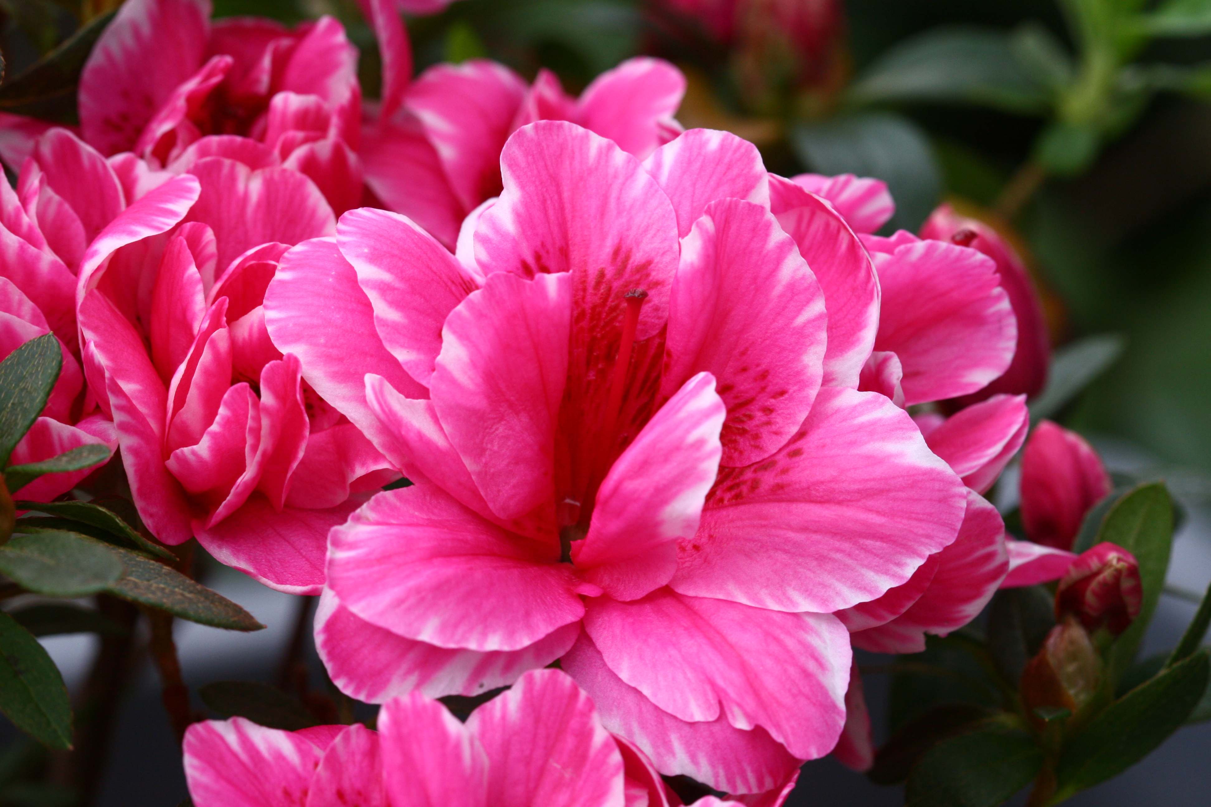 Lucifer Belgian indica azalea flowers