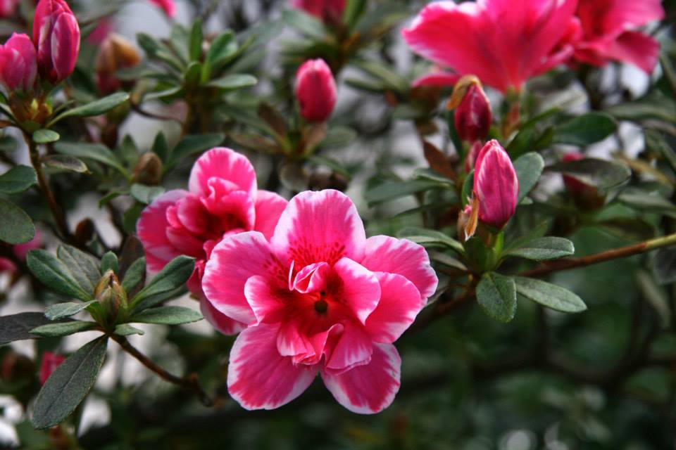 Lucifer Belgian indica azalea flowers