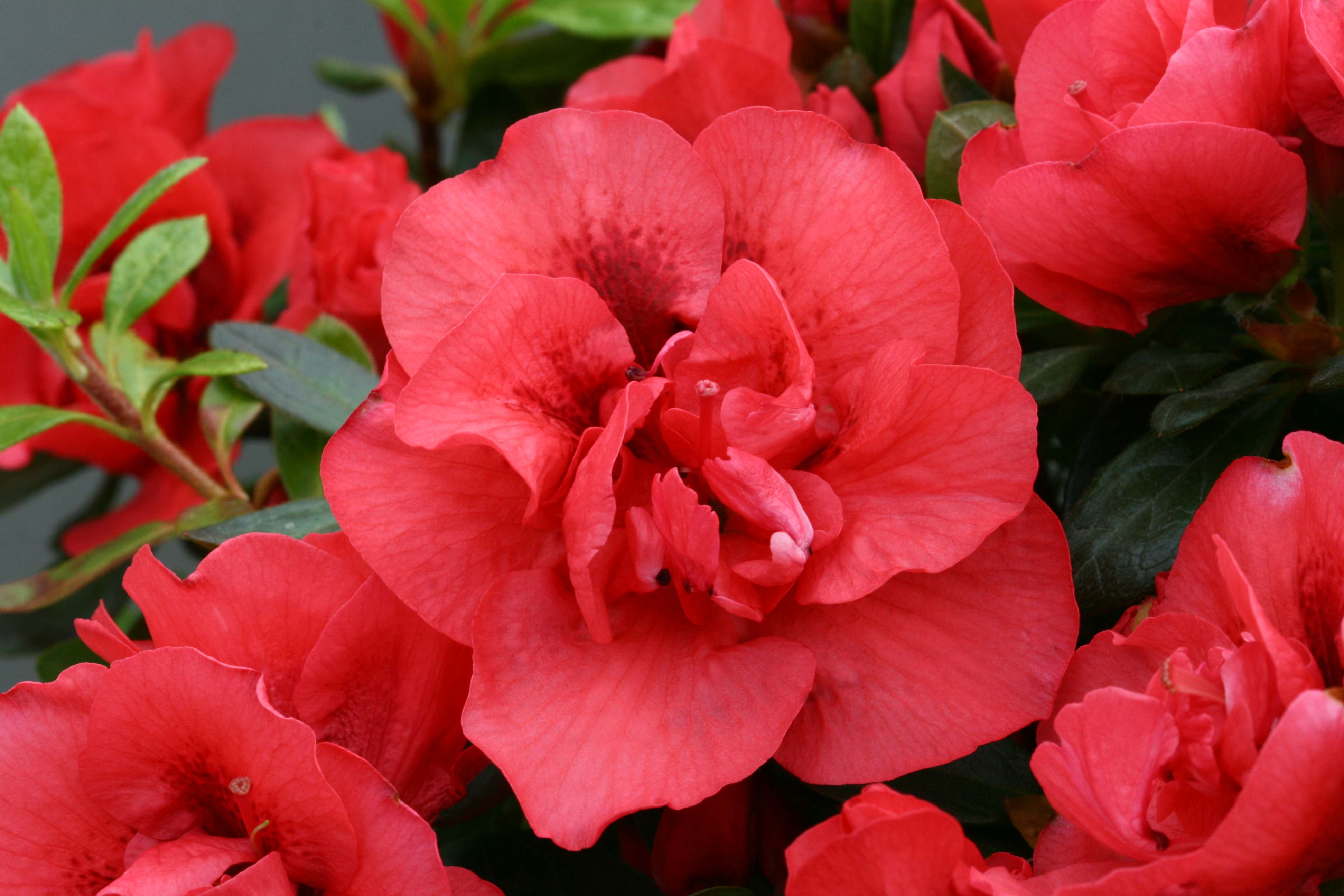 Haerensianum Belgian indica azalea flowers