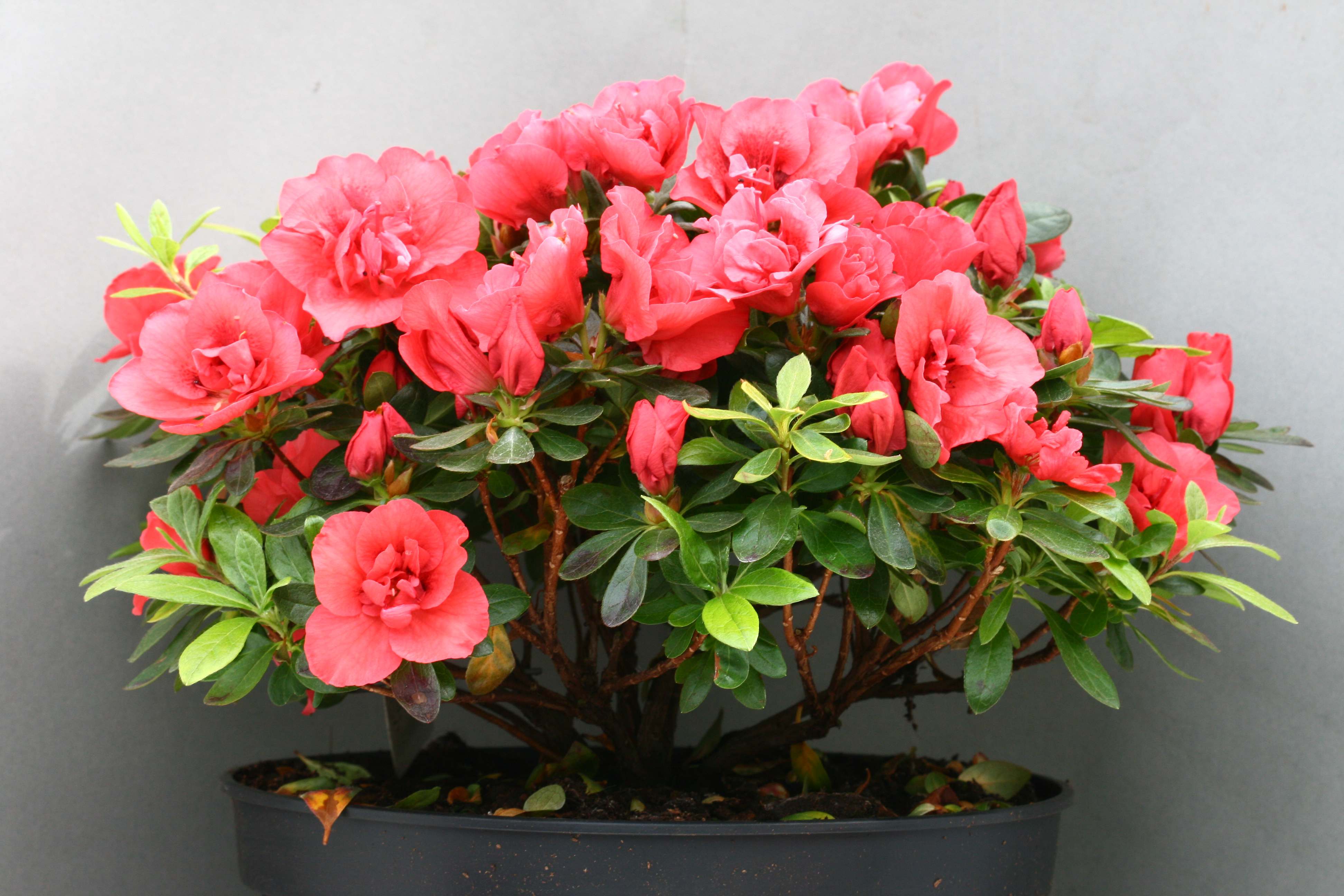 Haerensianum Belgian indica azalea flowers