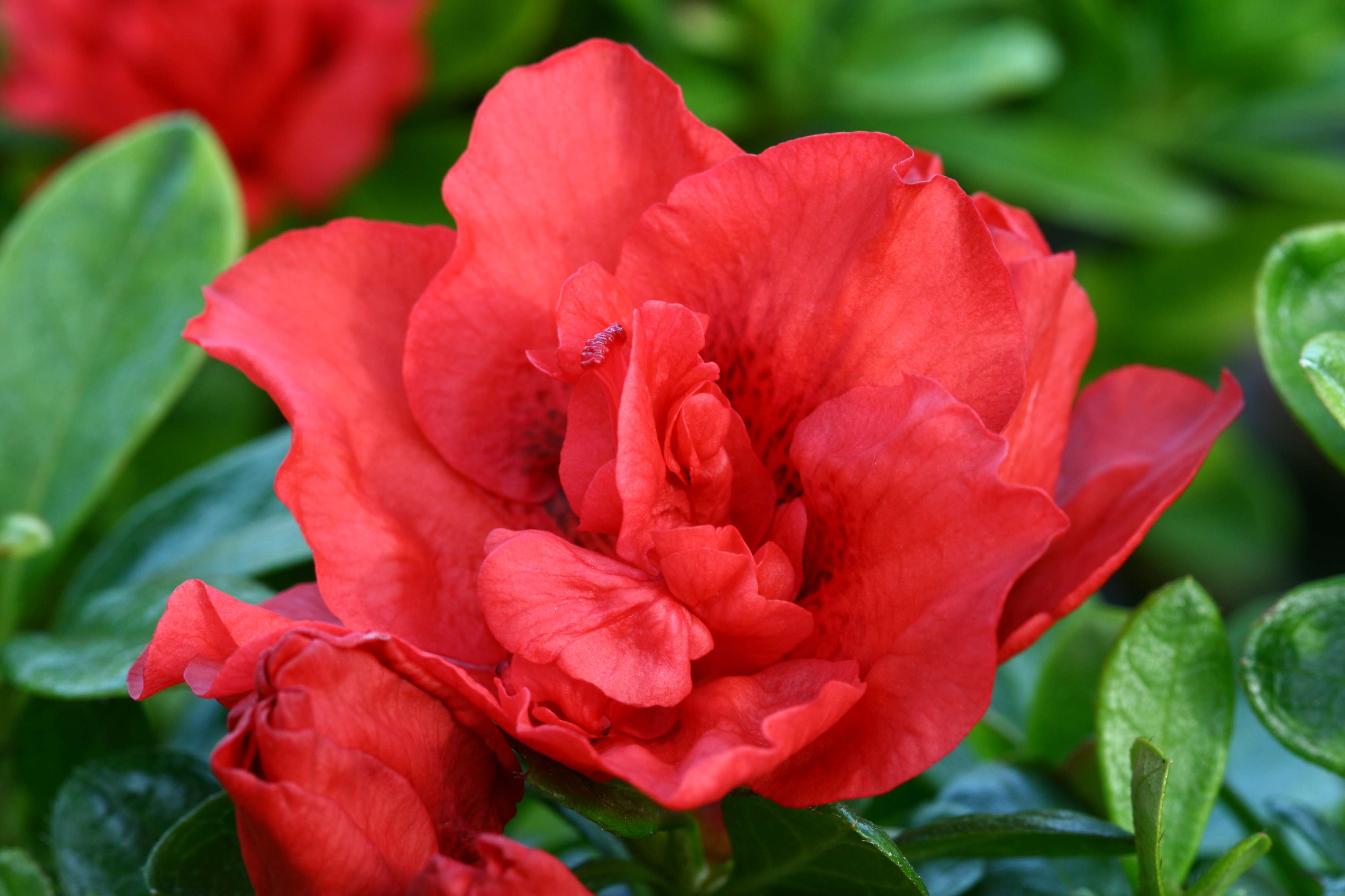 Haerensianum Belgian indica azalea flowers