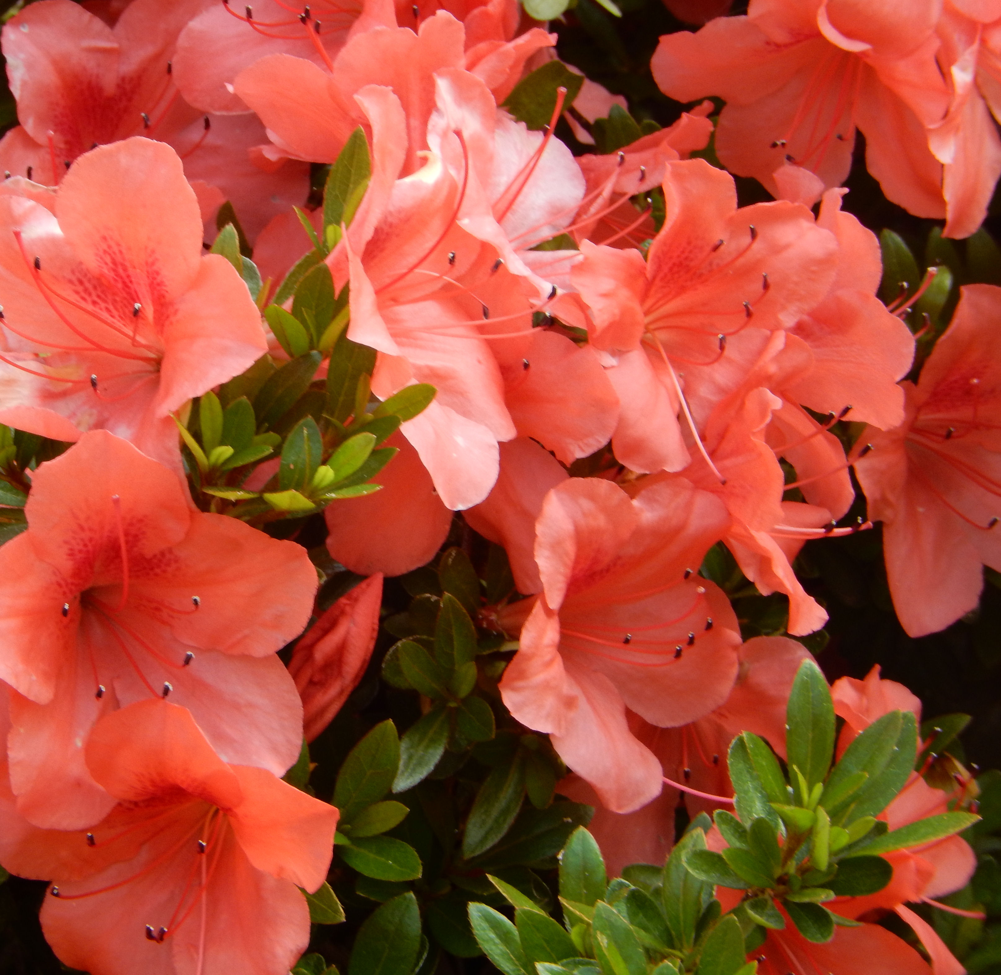 Satsumabeni satsuki azalea flowers