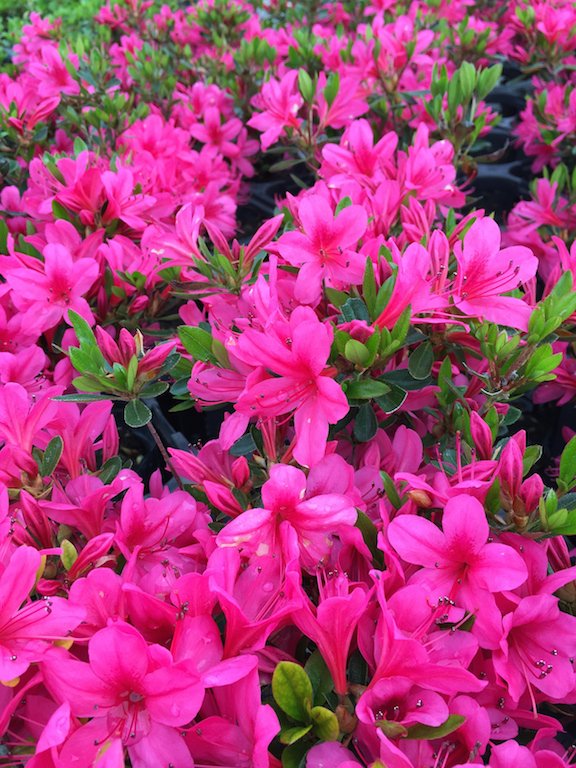 Isejikomachi satsuki azalea flowers
