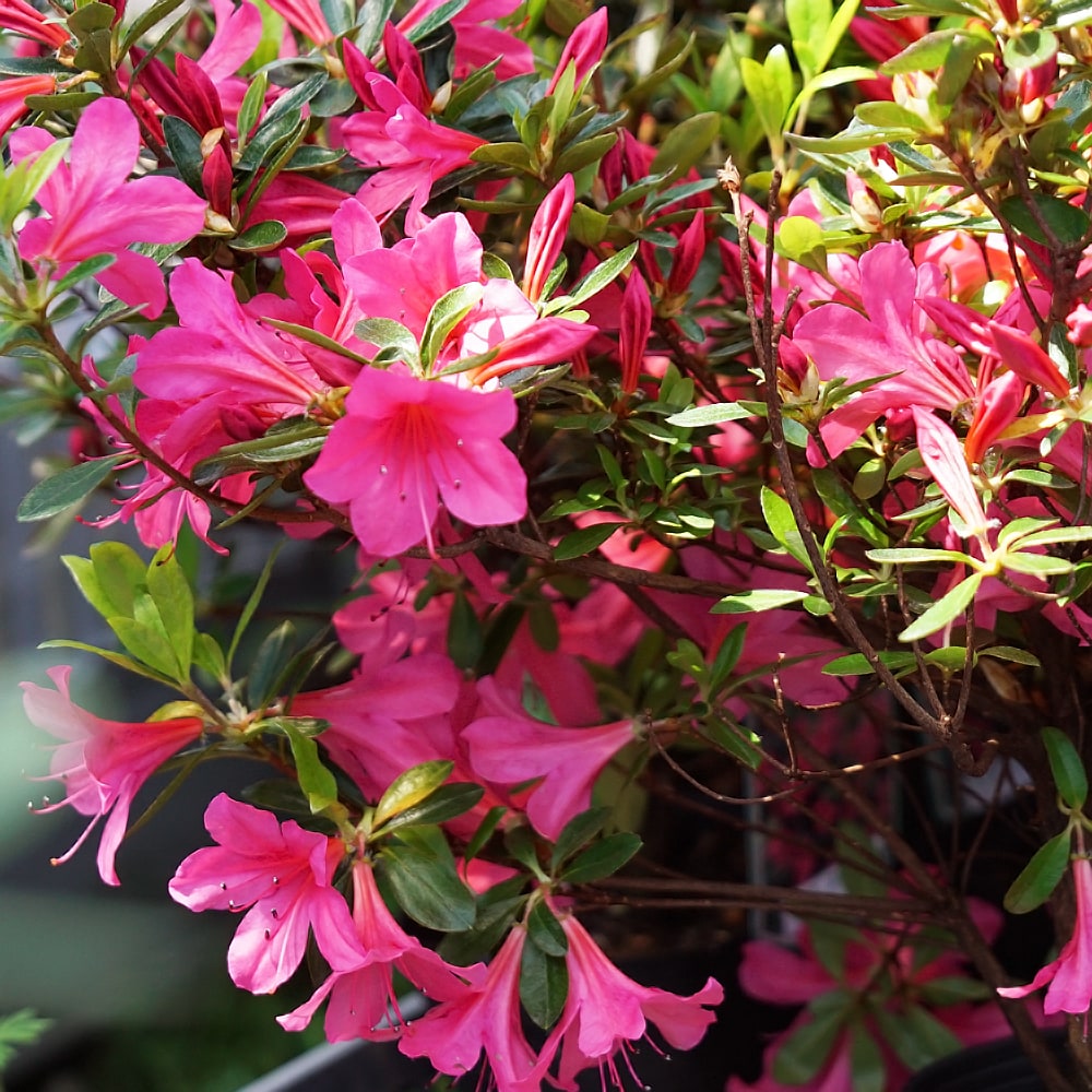 Isejikomachi satsuki azalea flowers