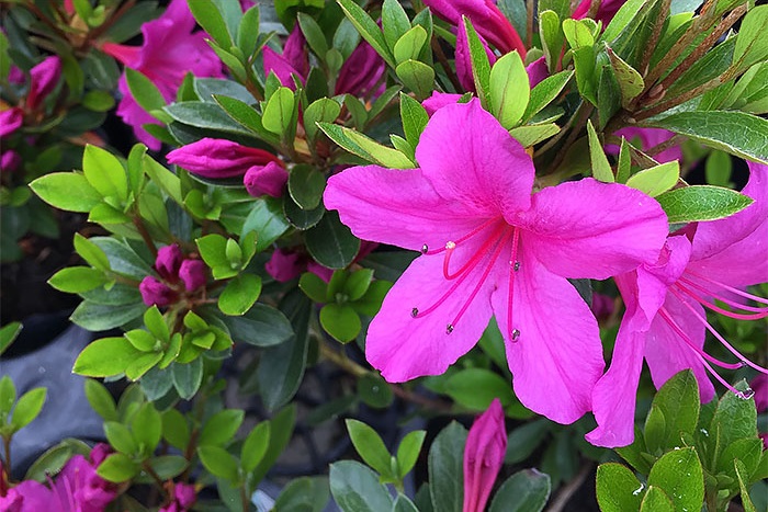 Isejimurasaki satsuki azalea flowers