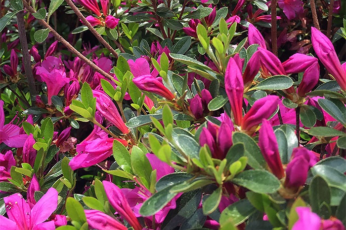 Isejimurasaki satsuki azalea flowers