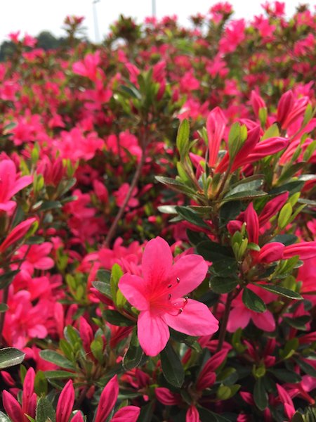 Isekurenai satsuki azalea flowers