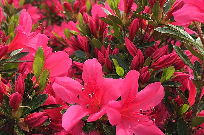 Isekurenai satsuki azalea flowers