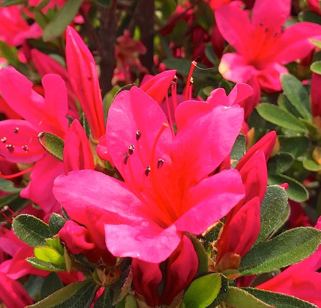 Isekurenai satsuki azalea flowers