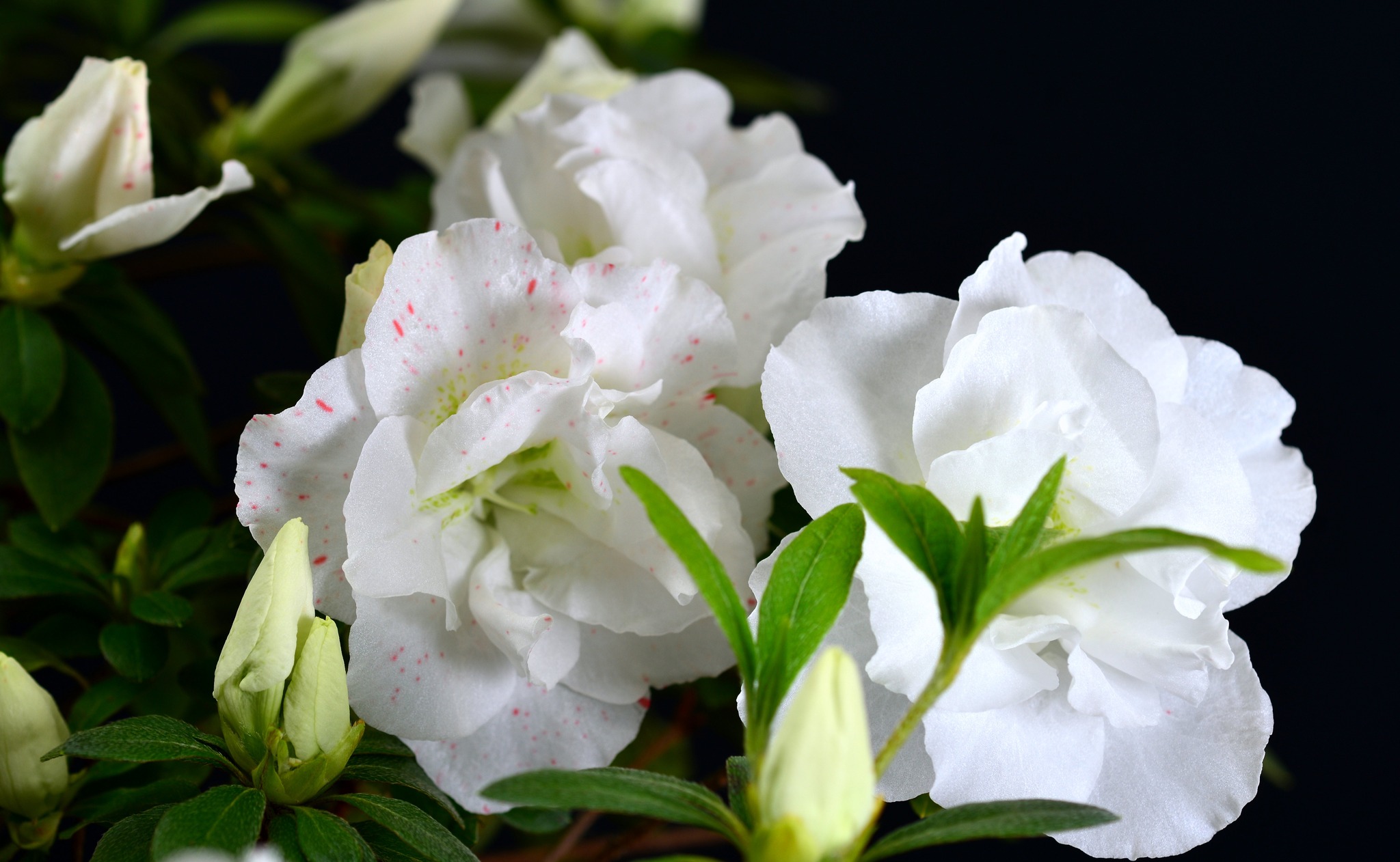 Gyokurei satsuki azalea flowers