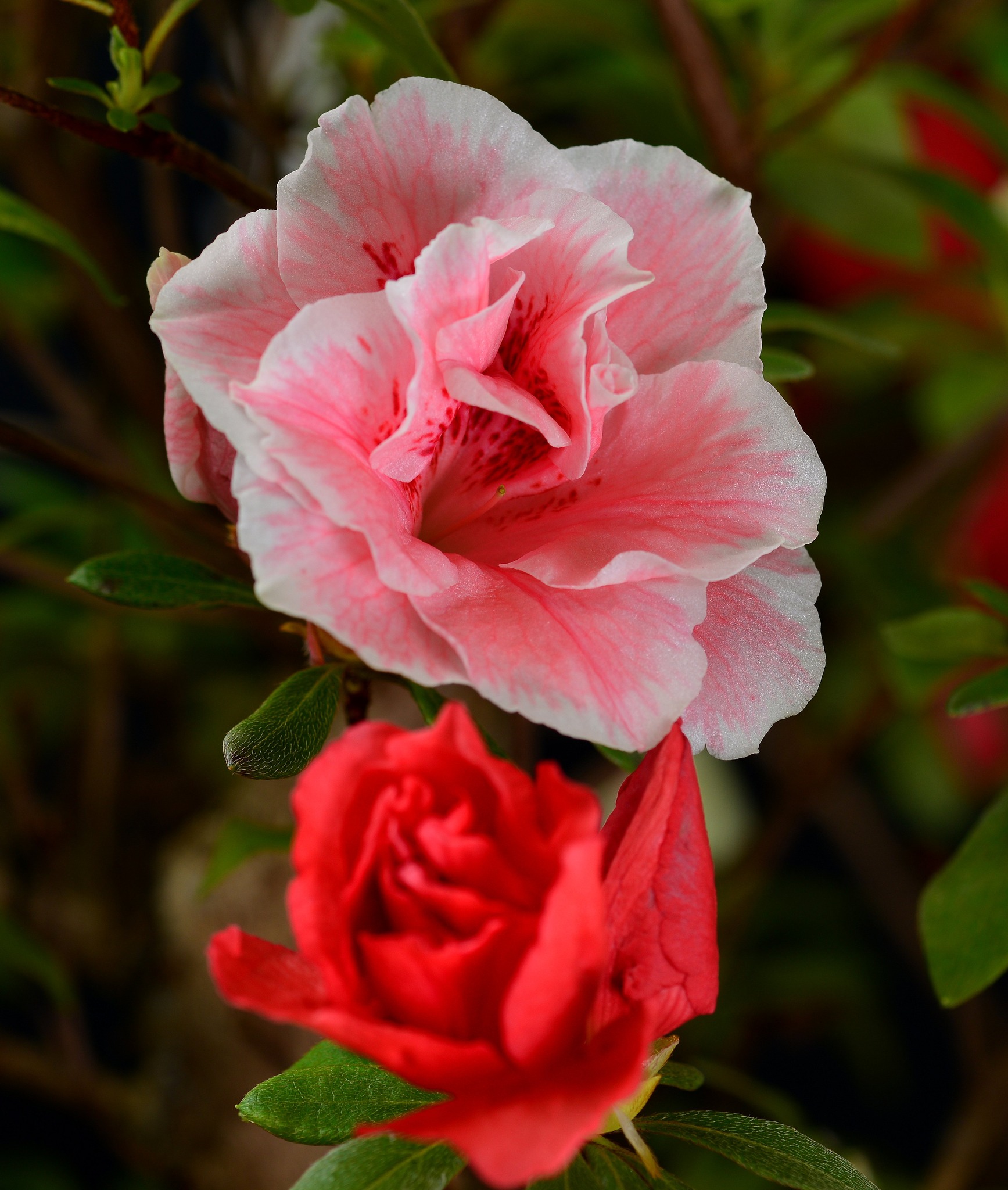 Gyokurei satsuki azalea flowers