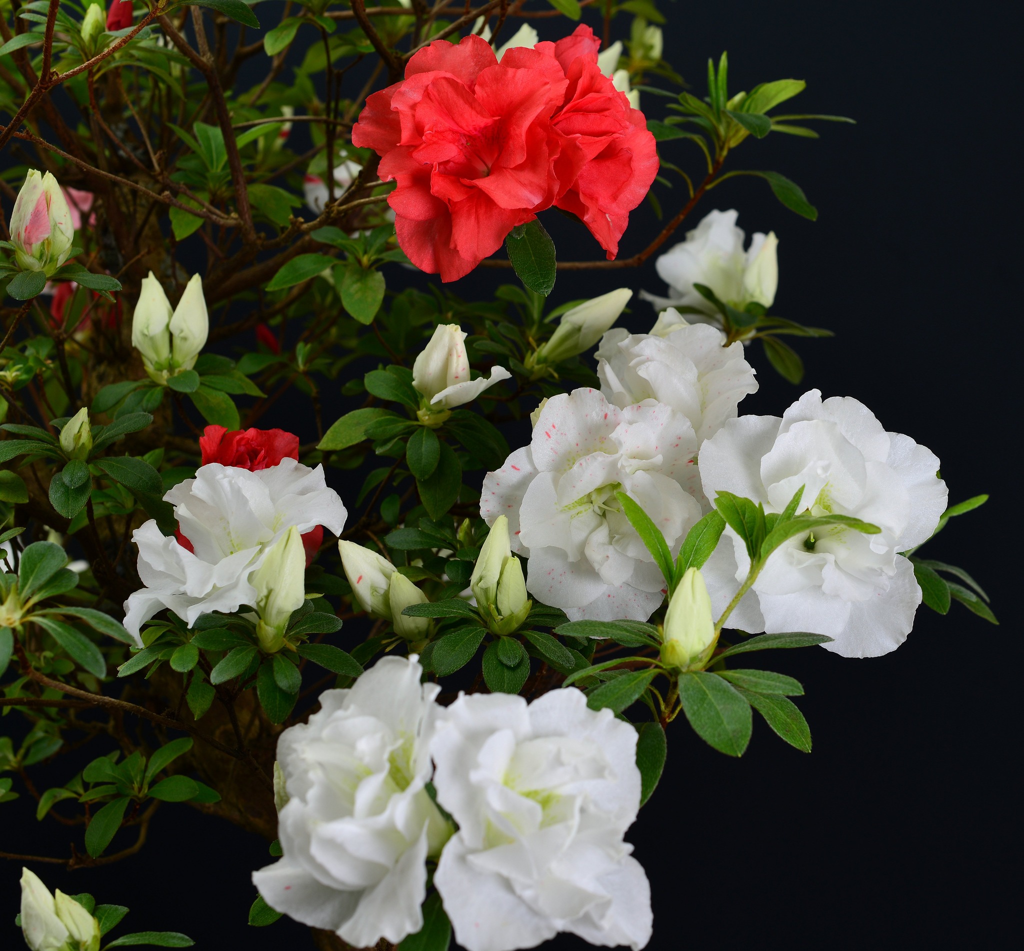 Gyokurei satsuki azalea flowers