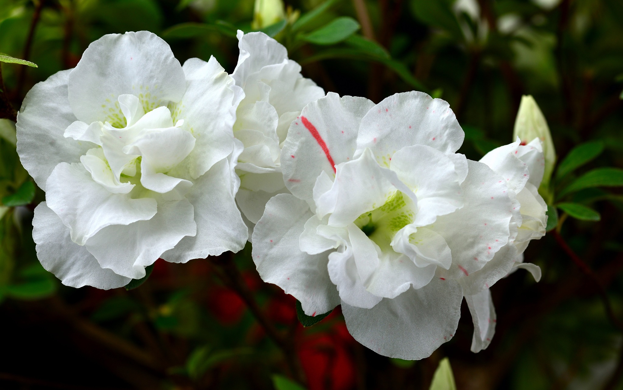 Gyokurei satsuki azalea flowers