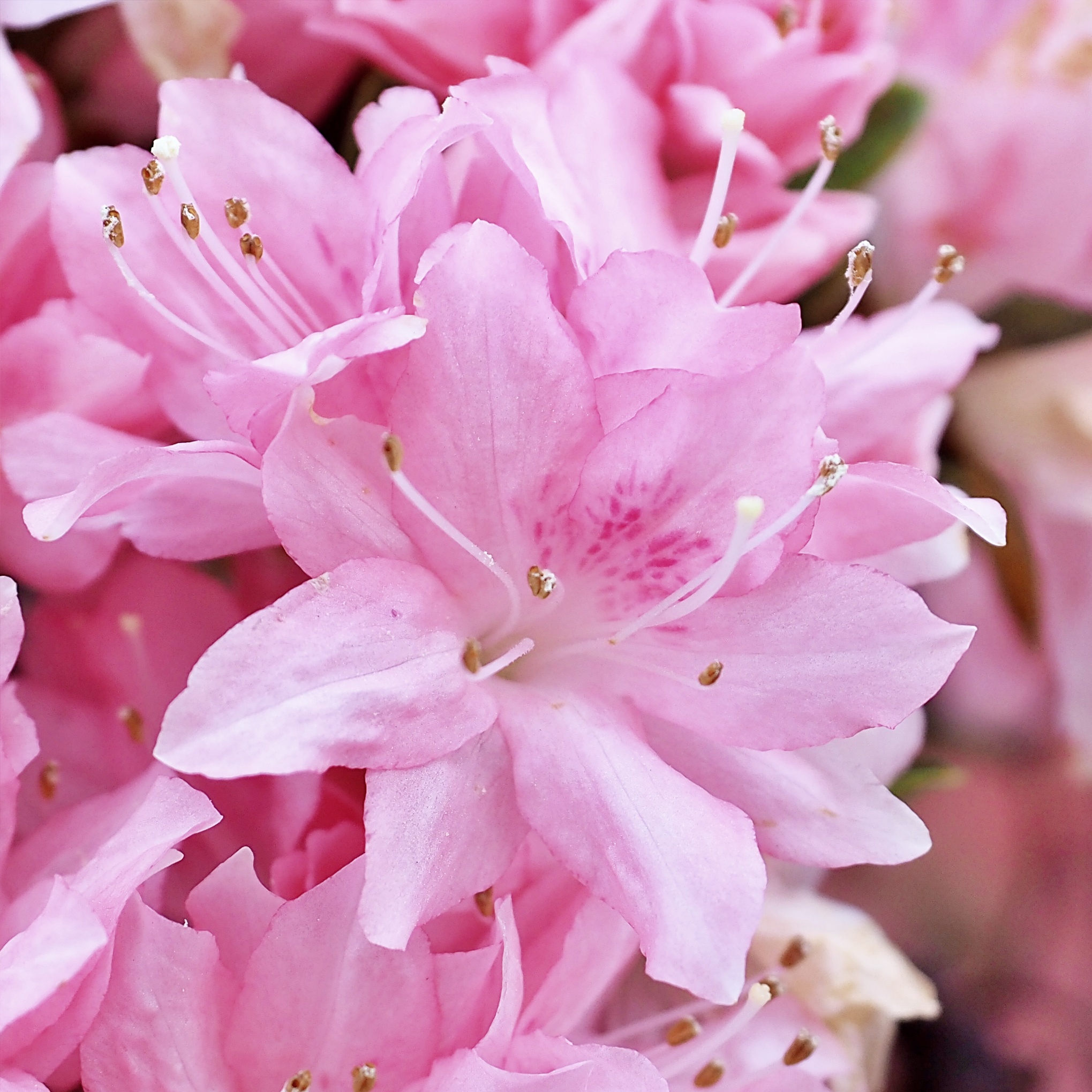 Azuma Kagami Kurume azalea flowers