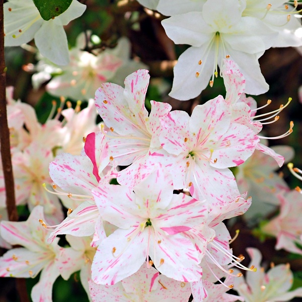 Imayonishiki Kurume azalea flowers