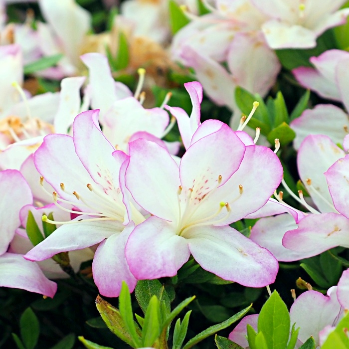 Irohayama Kurume azalea flowers