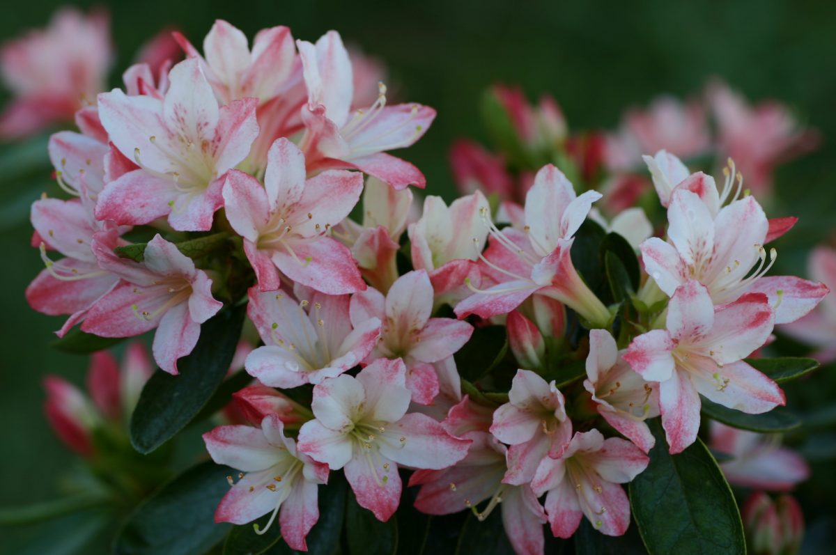 Wakaebisu Kurume azalea flowers