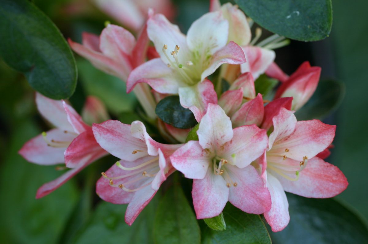 Wakaebisu Kurume azalea flowers