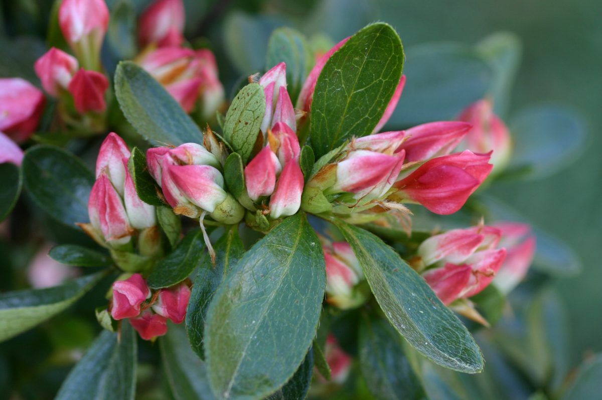 Wakaebisu Kurume azalea flowers
