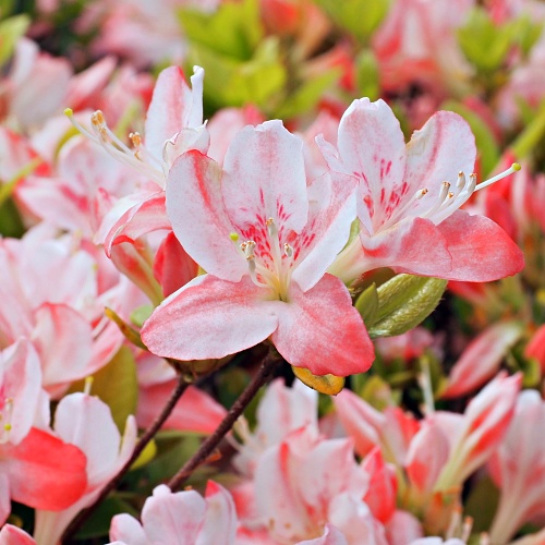 Wakaebisu Kurume azalea flowers