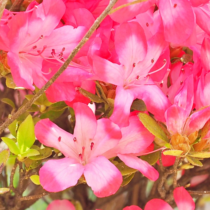 Hoshikagami Kurume azalea flowers