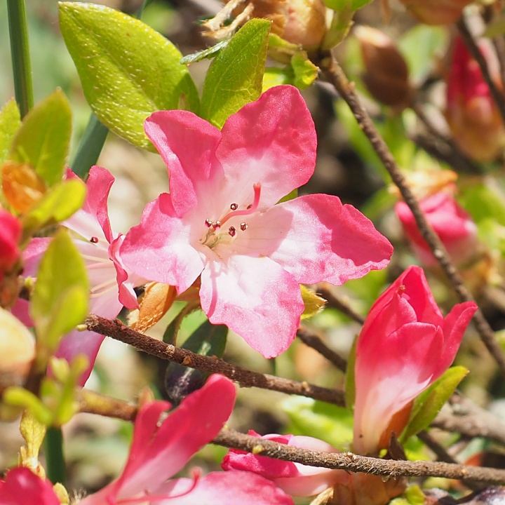 Izumi-no-Mai Kurume azalea flowers