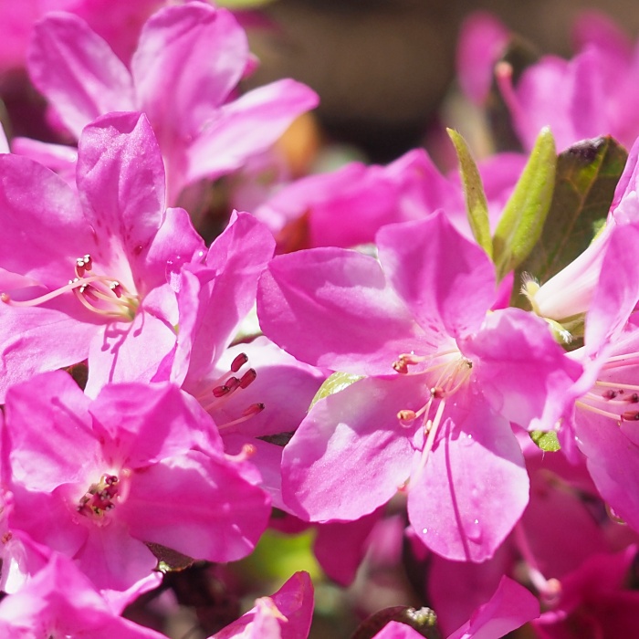 Benikasuri Kurume azalea flowers
