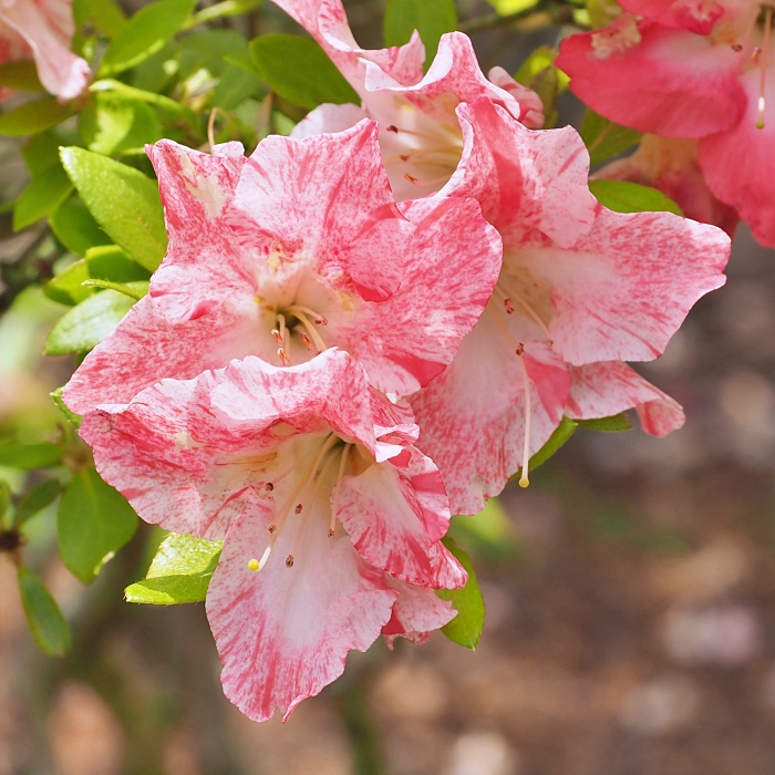 Ranbu Kurume azalea flowers