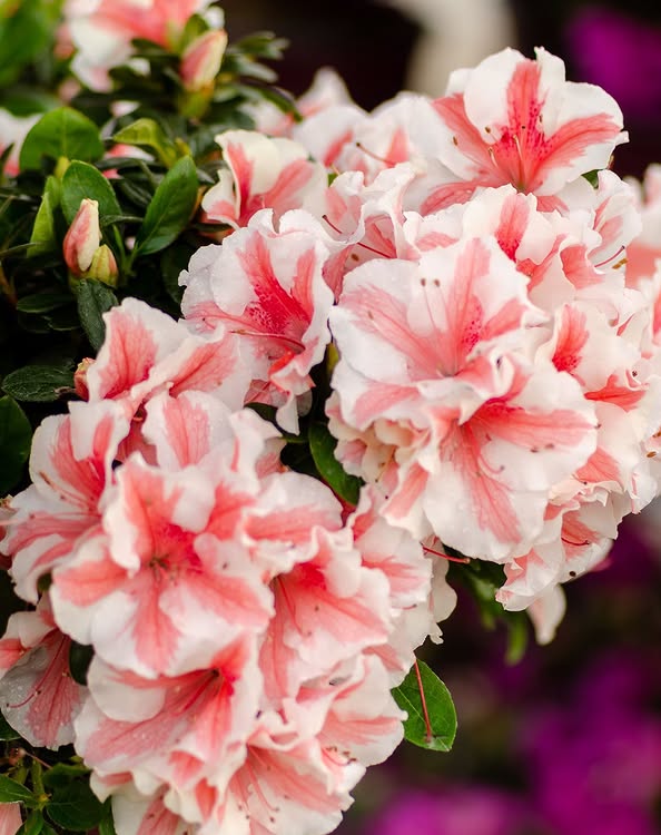 Autumn Starburst Encore azalea flowers