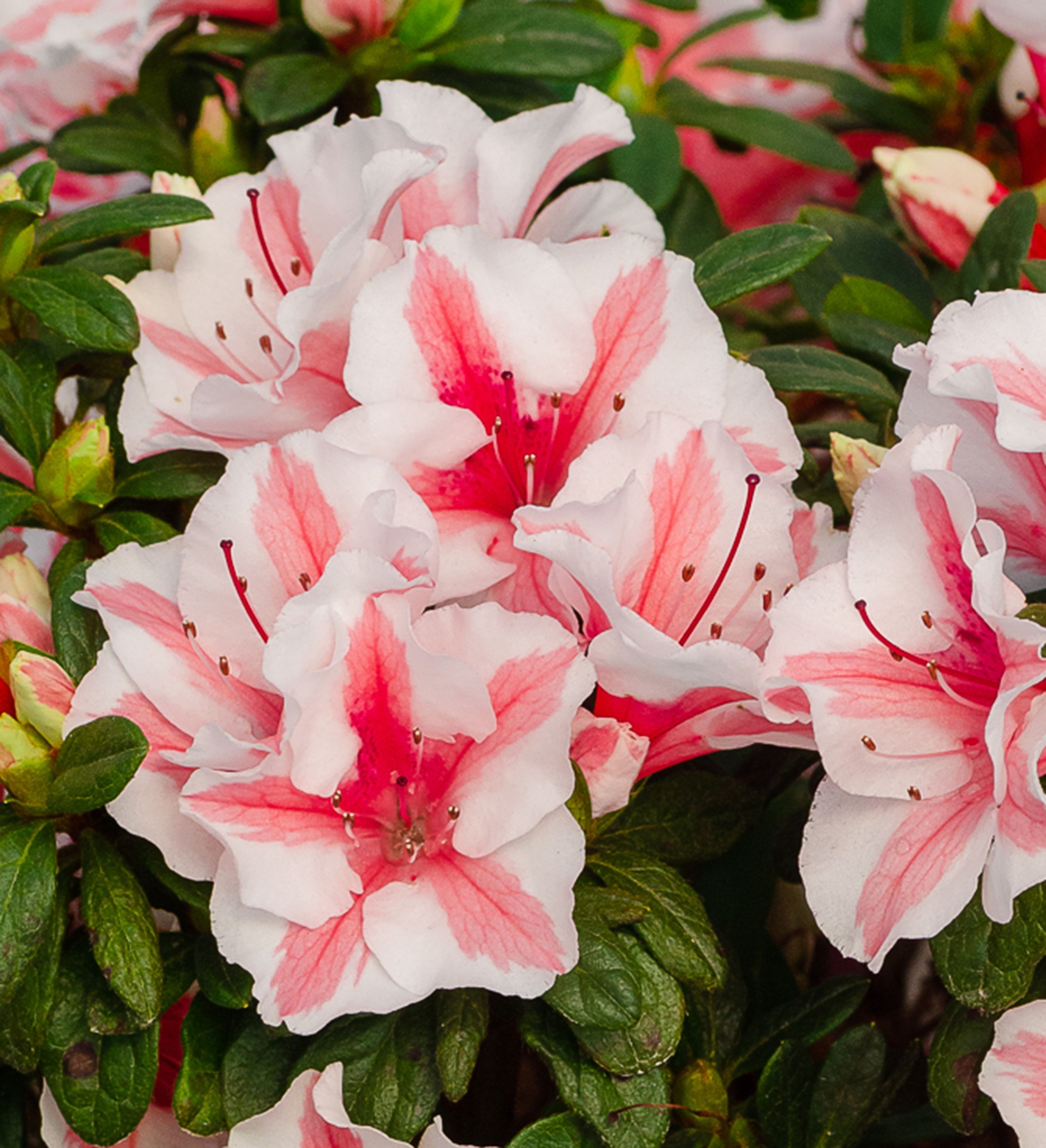 Autumn Starburst Encore azalea flowers