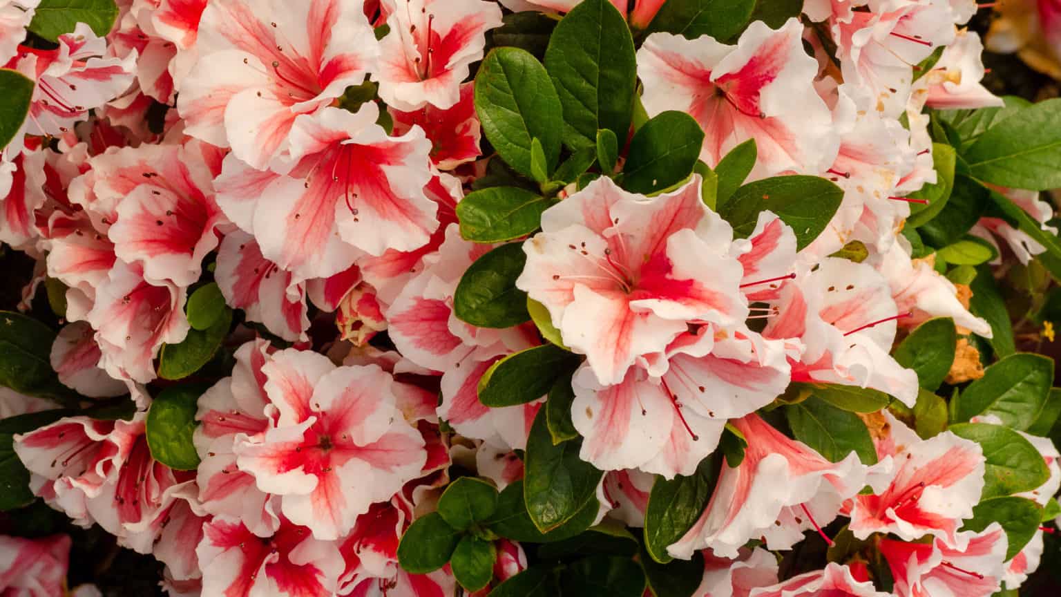 Autumn Starburst Encore azalea flowers