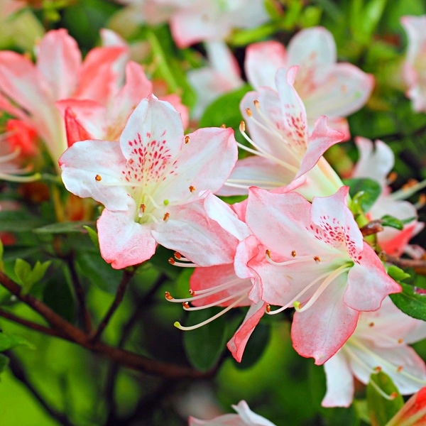 Naniwagata Kurume azalea flowers