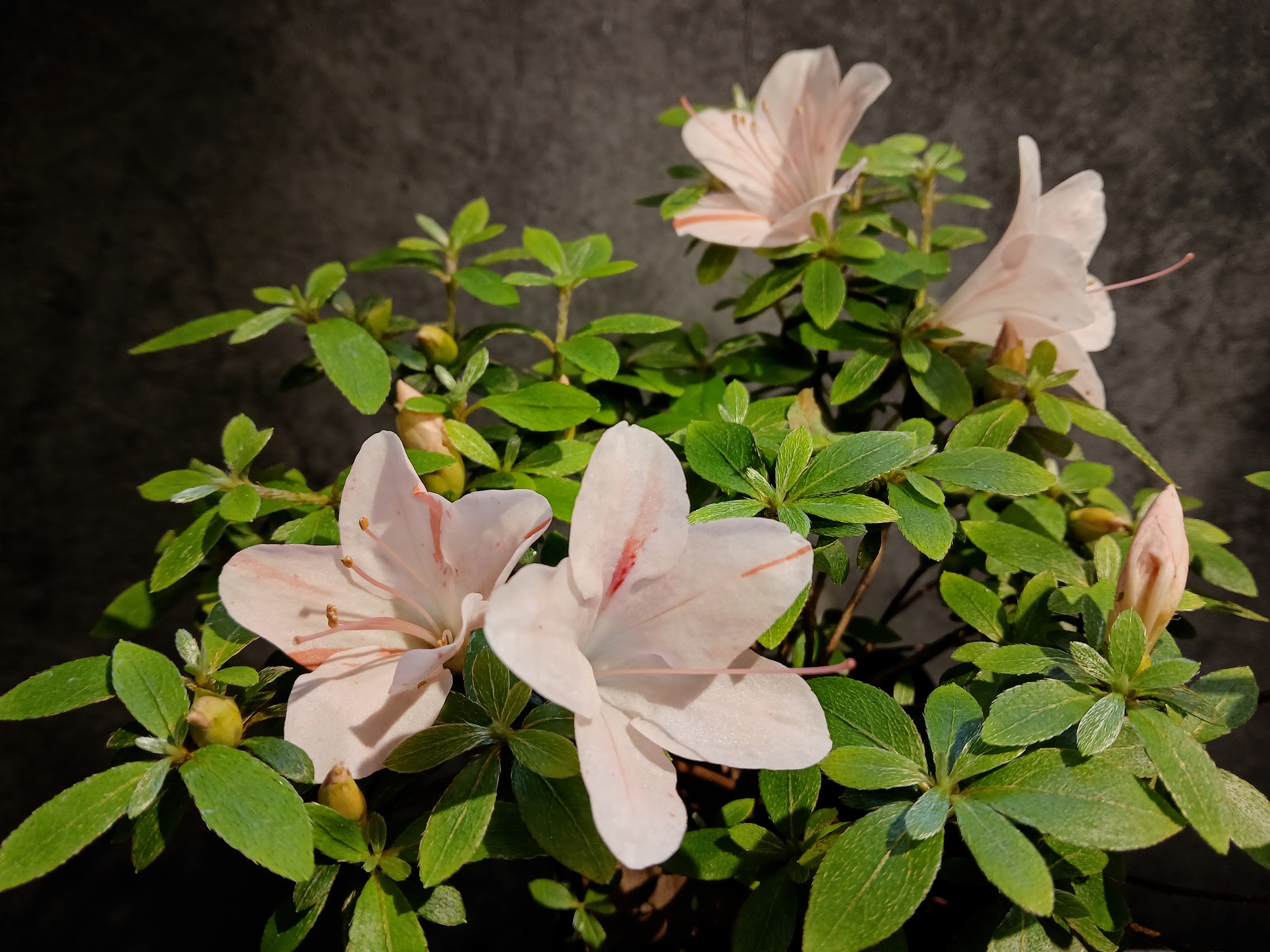 MiAe8_1 Nijland azalea flowers