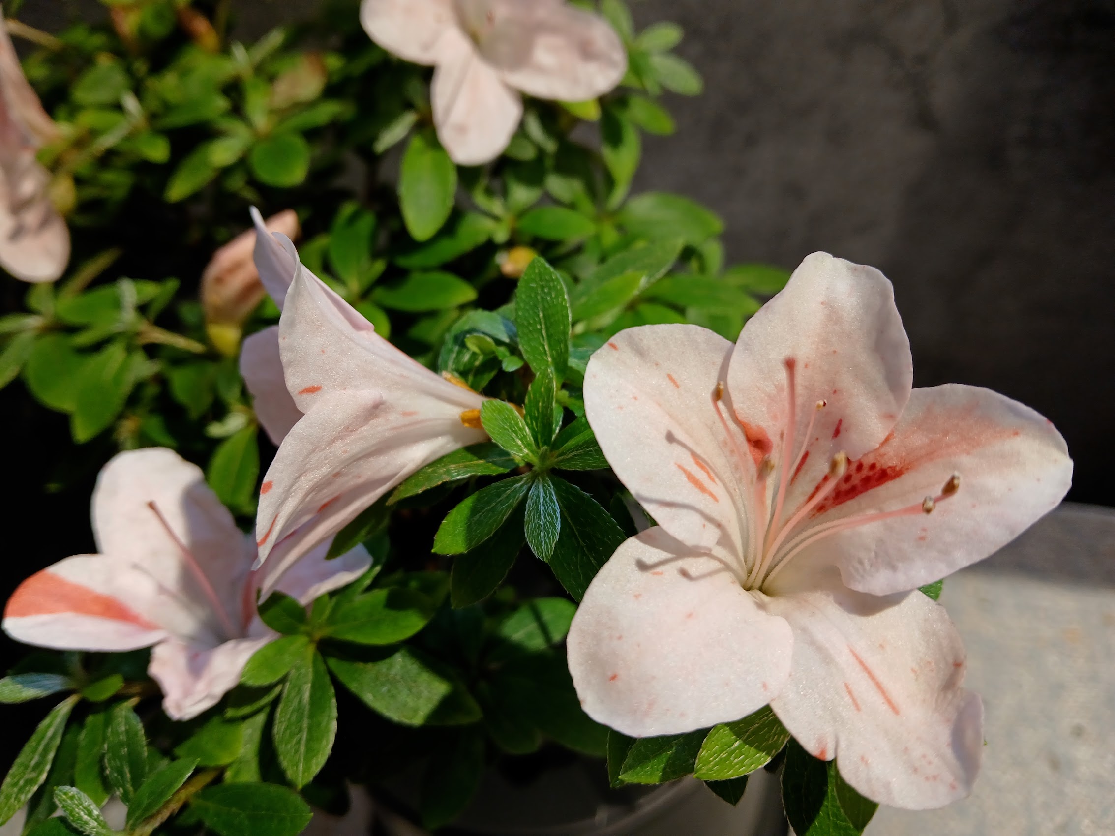 MiAe8_1 Nijland azalea flowers