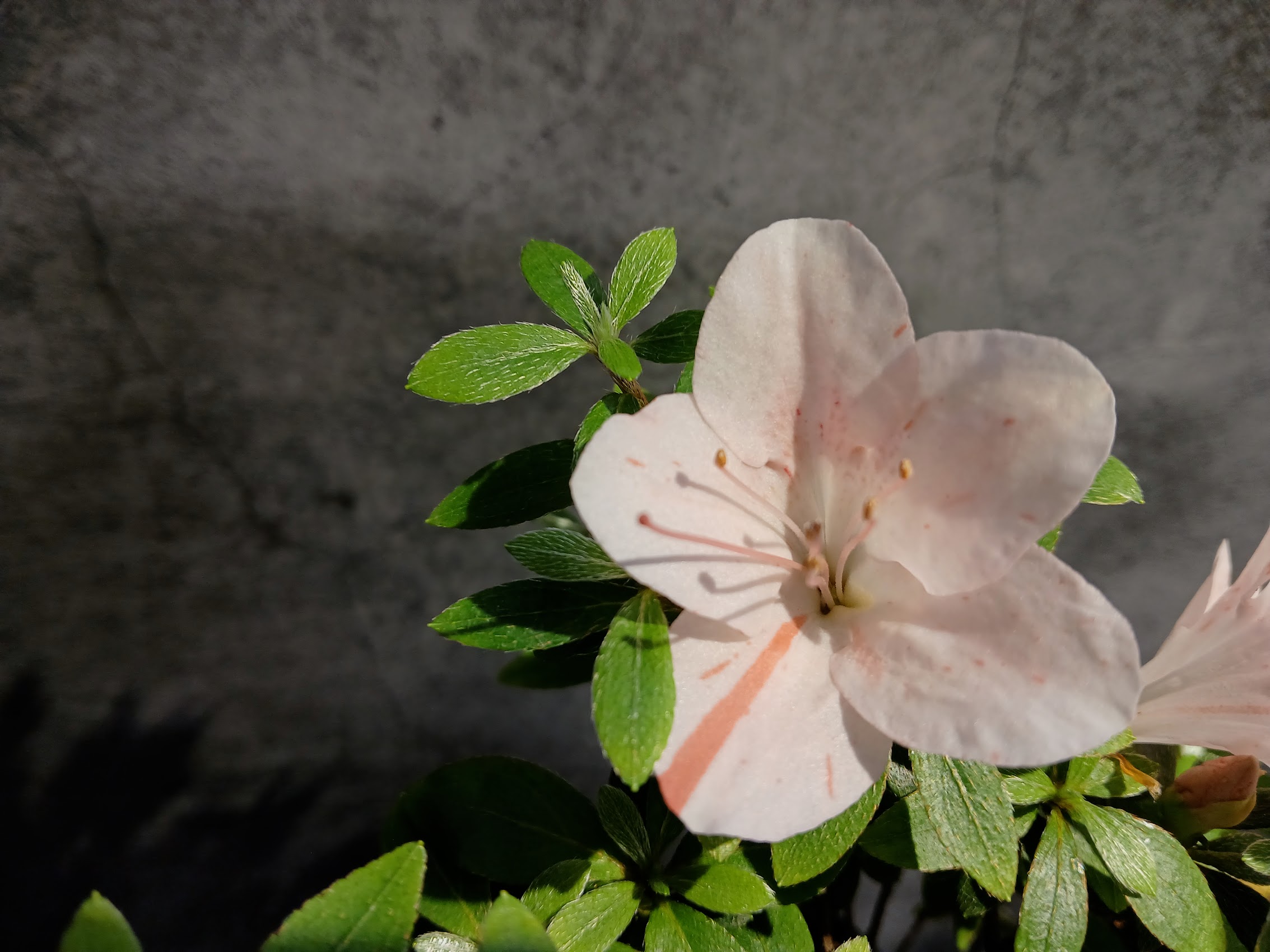 MiAe8_1 Nijland azalea flowers