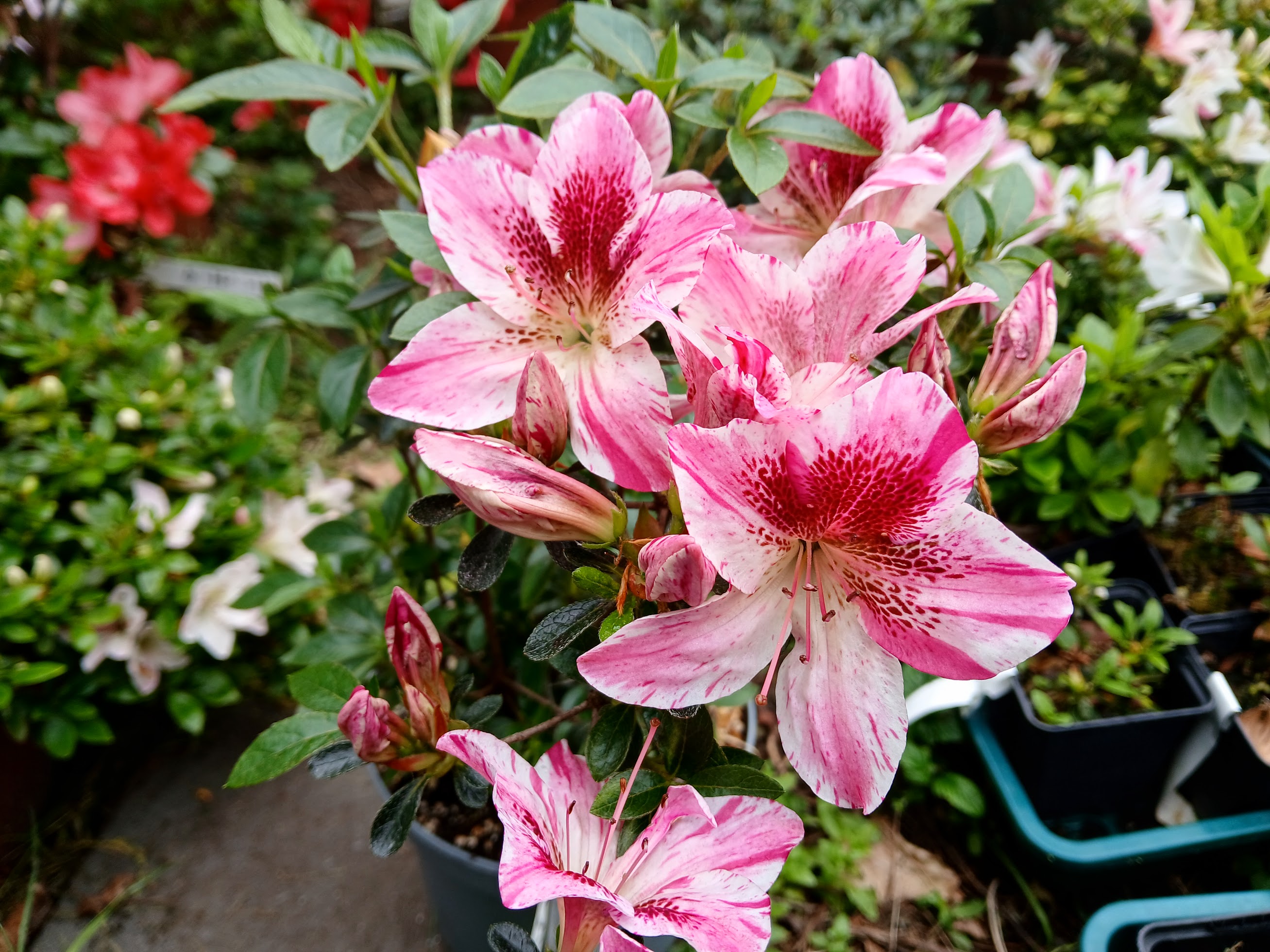 MlHn4 Nijland azalea flowers